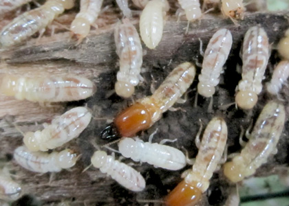 Drywood Termite